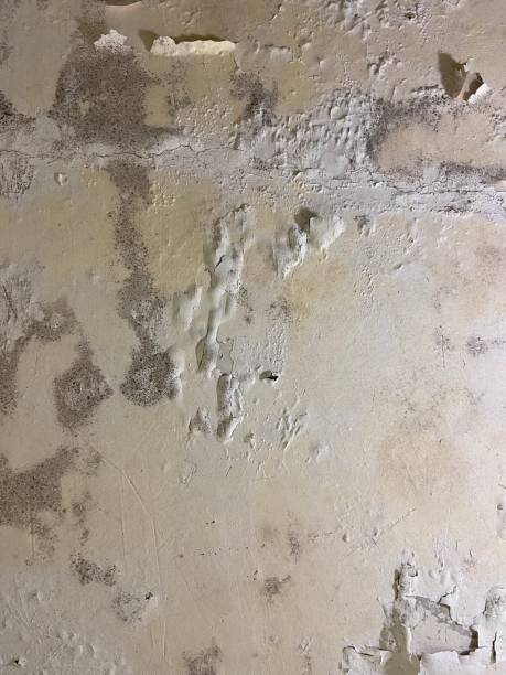 Best Commercial Mold Removal  in Myrtle Beach, SC