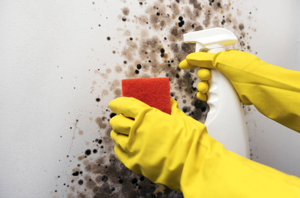 Attic Mold Removal in Myrtle Beach, SC