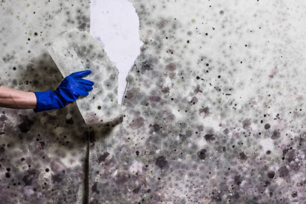 Best Emergency Mold Removal  in Myrtle Beach, SC
